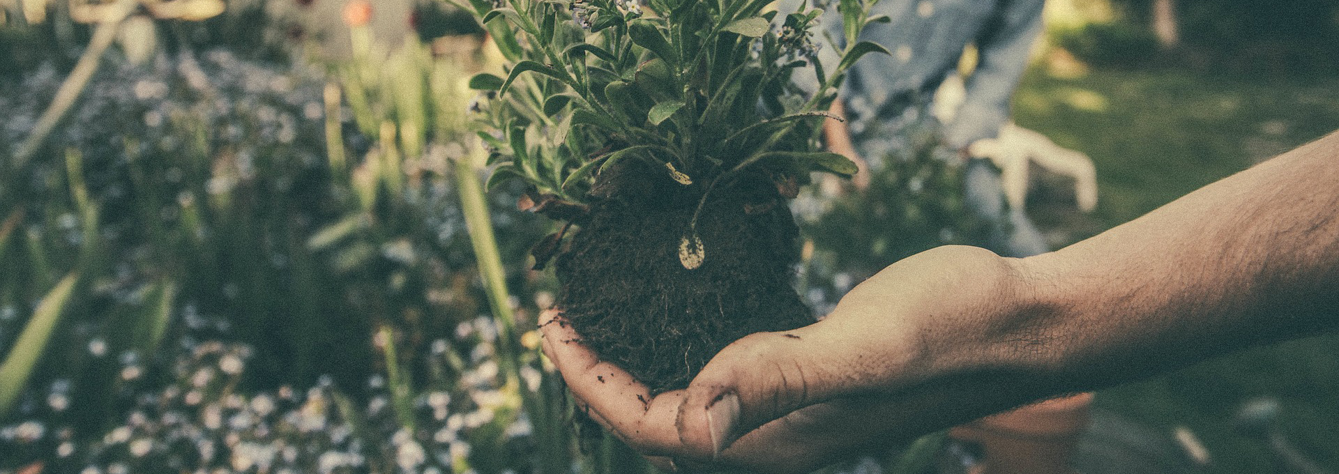 Human hand holding a previously potted plant that's been removed from its pot, soil still attached